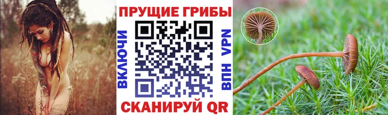 Галлюциногенные грибы Psilocybine cubensis  Троицк 